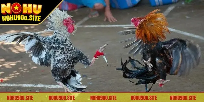 Theo dõi chuyên gia phân tích chọi gà để đưa ra quyết định đúng