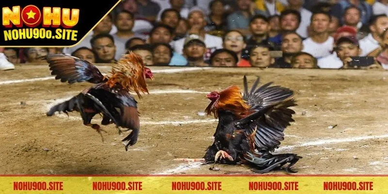 Giải chọi gà diễn ra liên tục hàng ngày đáp ứng nhu cầu kê thủ