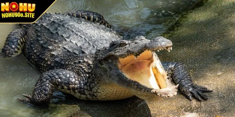 Chi tiết về việc nằm mơ thấy cá sấu 